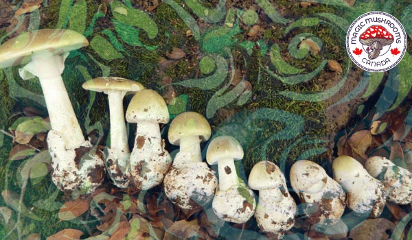 Typees Of Magic Mushrooms