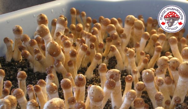 Grow Your Own Shrooms